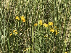 Lithospermum caroliniense