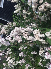 Deutzia