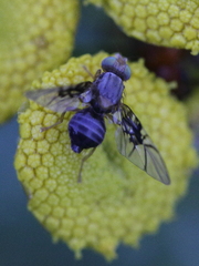 Anomoia purmunda