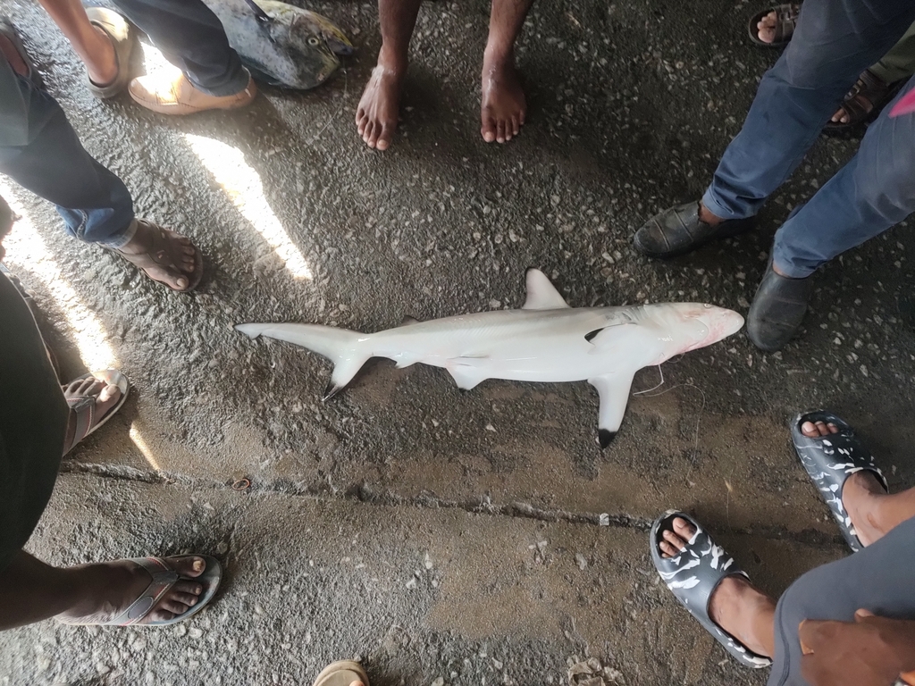 Graceful shark (Carcharhinus amblyrhynchoides) — Carcharhinidae