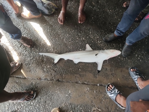Graceful shark (Carcharhinus amblyrhynchoides) — Carcharhinidae
