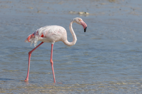 Greater Flamingo photographed in Bahrain