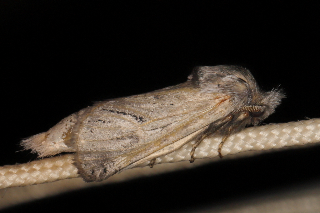 Arctiocossus namaquensis