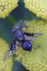 Anomoia purmunda