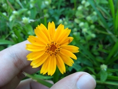 Sphagneticola trilobata