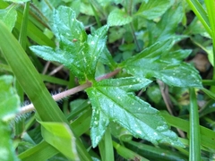 Sphagneticola trilobata