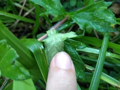 Sphagneticola trilobata