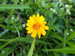 Sphagneticola trilobata