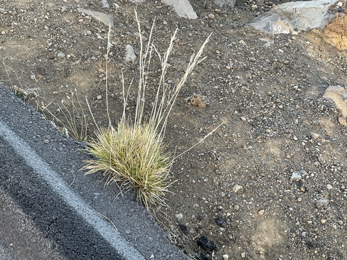 Deschampsia nubigena observed 2024-12-28