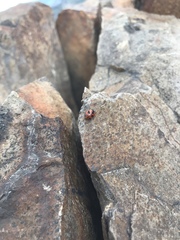 Coccinella alta