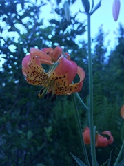 Lilium pardalinum shastense