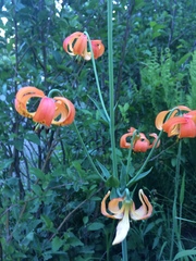 Lilium pardalinum shastense