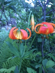 Lilium pardalinum shastense
