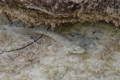 Bathygobius antilliensis