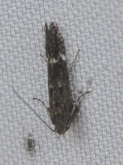 Aproaerema simplexella