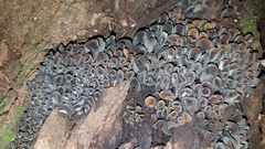 Cordieritidaceae