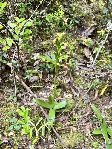 Yellow Orchid (Gavilea litoralis)
