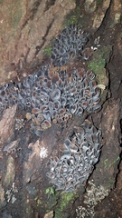 Cordieritidaceae
