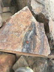 Coccinella alta