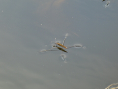 Limnoporus notabilis