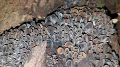 Cordieritidaceae