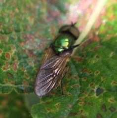 Chloromyia