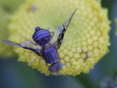 Anomoia purmunda