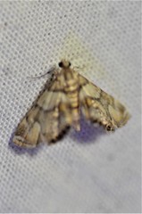 Neargyractis slossonalis