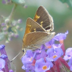 Polites themistocles