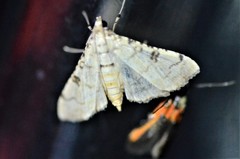 Hileithia differentialis