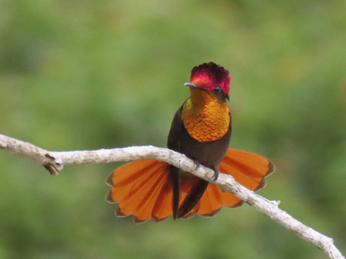 Ruby-topaz Hummingbird