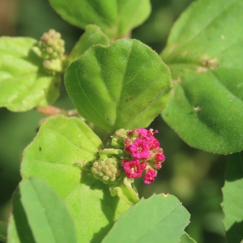 scarlet spiderling (Boerhavia coccinea)