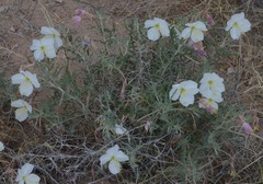 Oenothera coronopifolia
