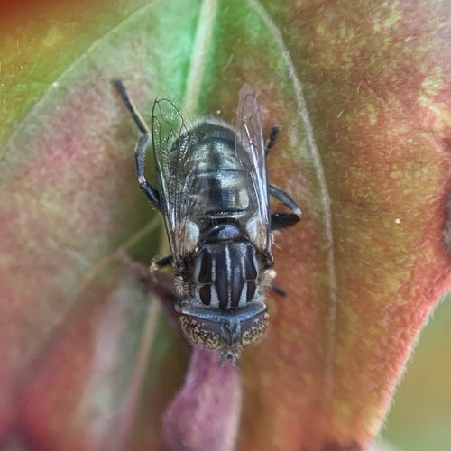 Small Spotty-eyed Drone Fly, Amsterdam Nieuw-West, Amsterdam, Nederland, photo 8 of 10