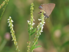 Satyrium