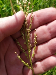 Urochloa ramosa