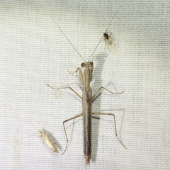 Litaneutria pacifica