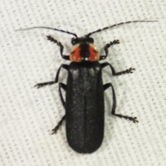 Discodon bipunctatum
