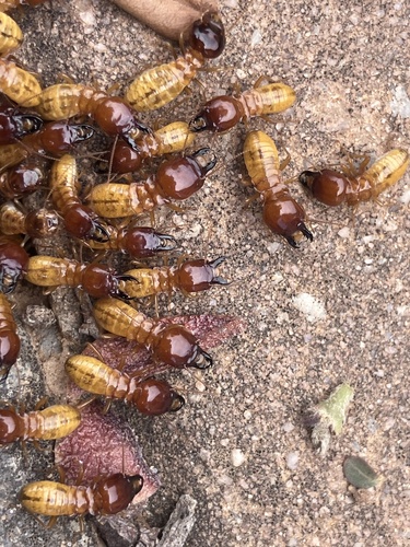 Southern Harvester Termite photo 3