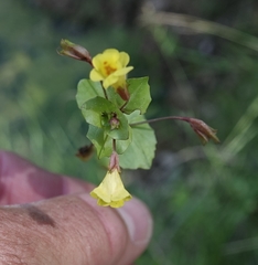 Erythranthe glabrata