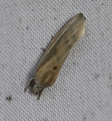 Earias