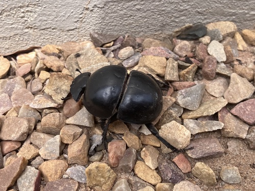 Cape Flightless Dung Beetle photo 2