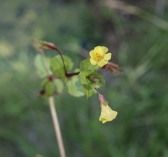 Erythranthe glabrata