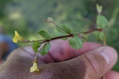 Erythranthe glabrata