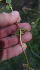 Erythranthe glabrata