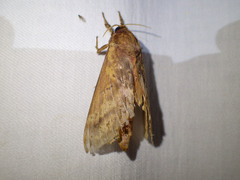 Oxycanus sirpus