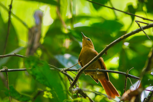 Ochre-breasted Foliage-gleaner
