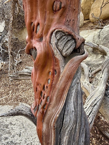 bigberry manzanita (Arctostaphylos glauca)