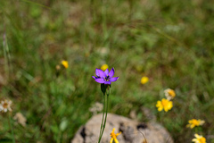 False Yellowhead (Zygostigma australe)