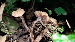 Asterophora lycoperdoides
